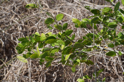 Pithecellobium lanceolatum (Pithecellobium lanceolatum)