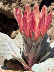 (c) Cody Hinchliff, some rights reserved (CC BY) Pachylaena atriplicifolia, photograph (c) Cody Hinchliff, some rights reserved (CC BY)