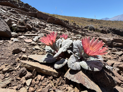 (c) Cody Hinchliff, some rights reserved (CC BY) Pachylaena atriplicifolia, photograph (c) Cody Hinchliff, some rights reserved (CC BY)