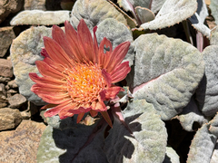 (c) Cody Hinchliff, some rights reserved (CC BY) Pachylaena atriplicifolia, photograph (c) Cody Hinchliff, some rights reserved (CC BY)