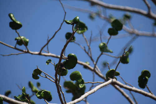 Guanacaste (Enterolobium cyclocarpum)