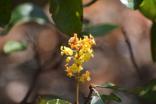 Nanche (Byrsonima crassifolia)