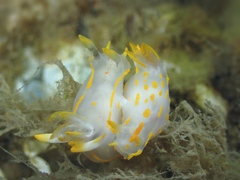 Polycera quadrilineata