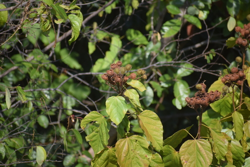 Achiote (Bixa orellana)