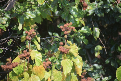 Lipsticktree (Bixa orellana)
