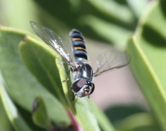Pseudoscaeva diversifasciata