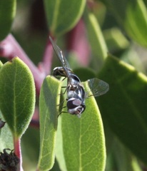 Pseudoscaeva diversifasciata