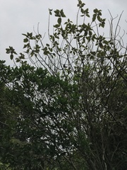 Chrysococcyx lucidus lucidus