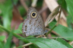 Ypthima horsfieldii humei