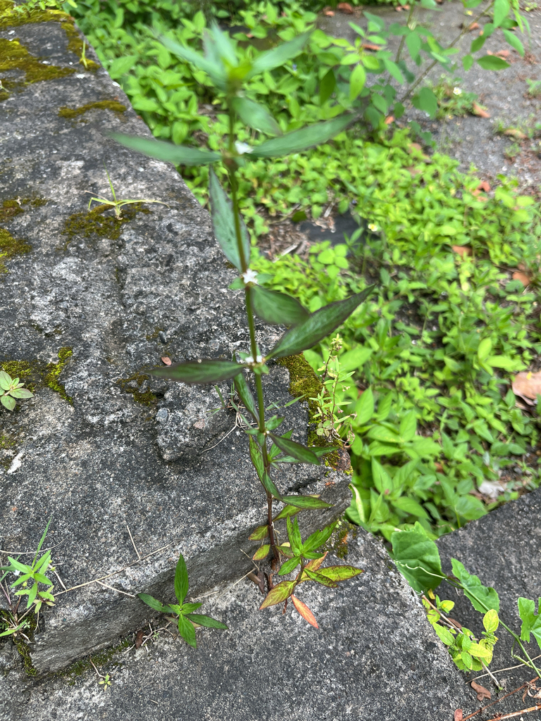 Woodland False Buttonweed (Spermacoce remota)