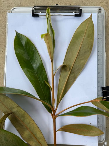 Diospyros argentea, photograph 3