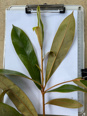 (c) Adam Kamal, some rights reserved (CC BY) Diospyros argentea, photograph (c) Adam Kamal, some rights reserved (CC BY)