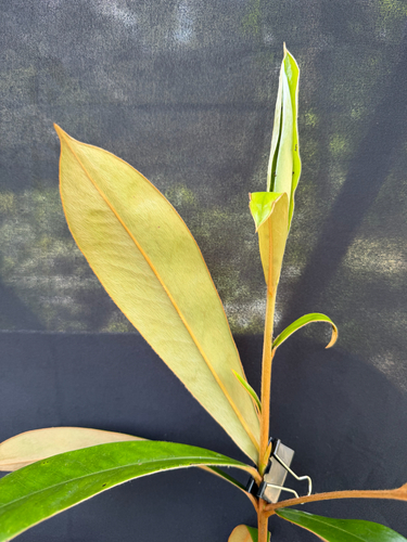 Diospyros argentea, photograph 1