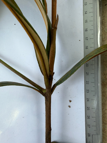 Diospyros argentea, photograph 2