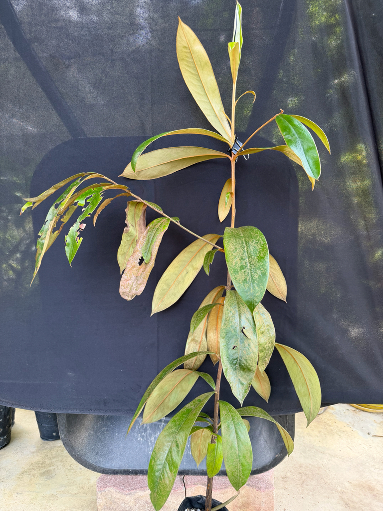 Diospyros argentea; photograph (c) Adam Kamal, some rights reserved (CC BY)