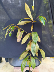Diospyros argentea