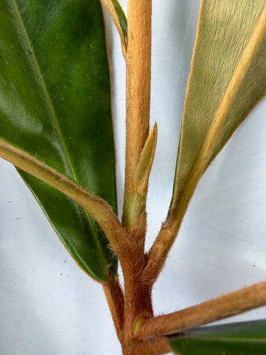 Diospyros argentea, photograph 4
