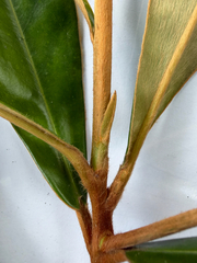 (c) Adam Kamal, some rights reserved (CC BY) Diospyros argentea, photograph (c) Adam Kamal, some rights reserved (CC BY)