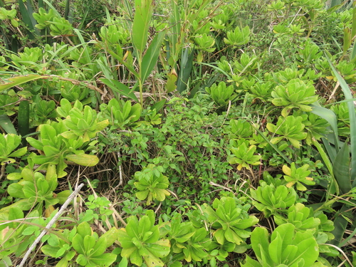 Celastrus punctatus, photograph 6