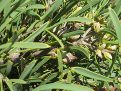 Hakea corymbosa