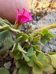 (c) Cody Hinchliff, some rights reserved (CC BY) Oxalis squamata, photograph (c) Cody Hinchliff, some rights reserved (CC BY)