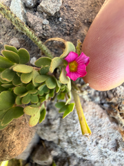 (c) Cody Hinchliff, some rights reserved (CC BY) Oxalis squamata, photograph (c) Cody Hinchliff, some rights reserved (CC BY)