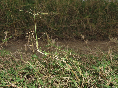 African Bermudagrass (Cynodon nlemfuensis)
