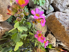 (c) Cody Hinchliff, some rights reserved (CC BY) Oxalis squamata, photograph (c) Cody Hinchliff, some rights reserved (CC BY)