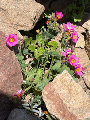 (c) Cody Hinchliff, some rights reserved (CC BY) Oxalis squamata, photograph (c) Cody Hinchliff, some rights reserved (CC BY)