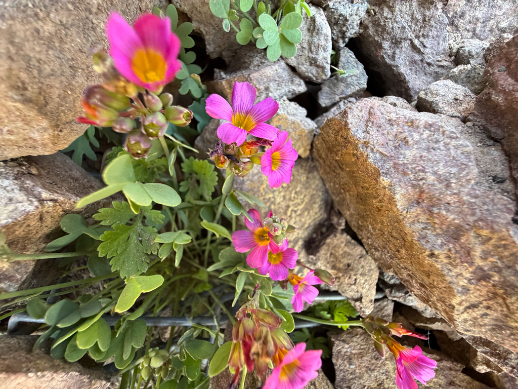 Oxalis squamata; photograph (c) Cody Hinchliff, some rights reserved (CC BY)