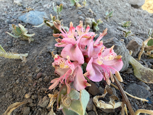 Alstroemeria umbellata (Alstroemeria umbellata)