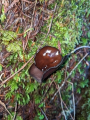 Pseudoplectania vogesiaca