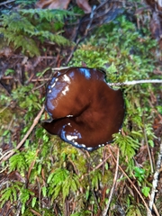 Pseudoplectania vogesiaca