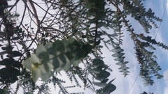 Eucalyptus pulverulenta