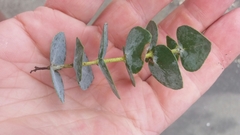 Eucalyptus pulverulenta