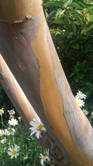 Eucalyptus pulverulenta