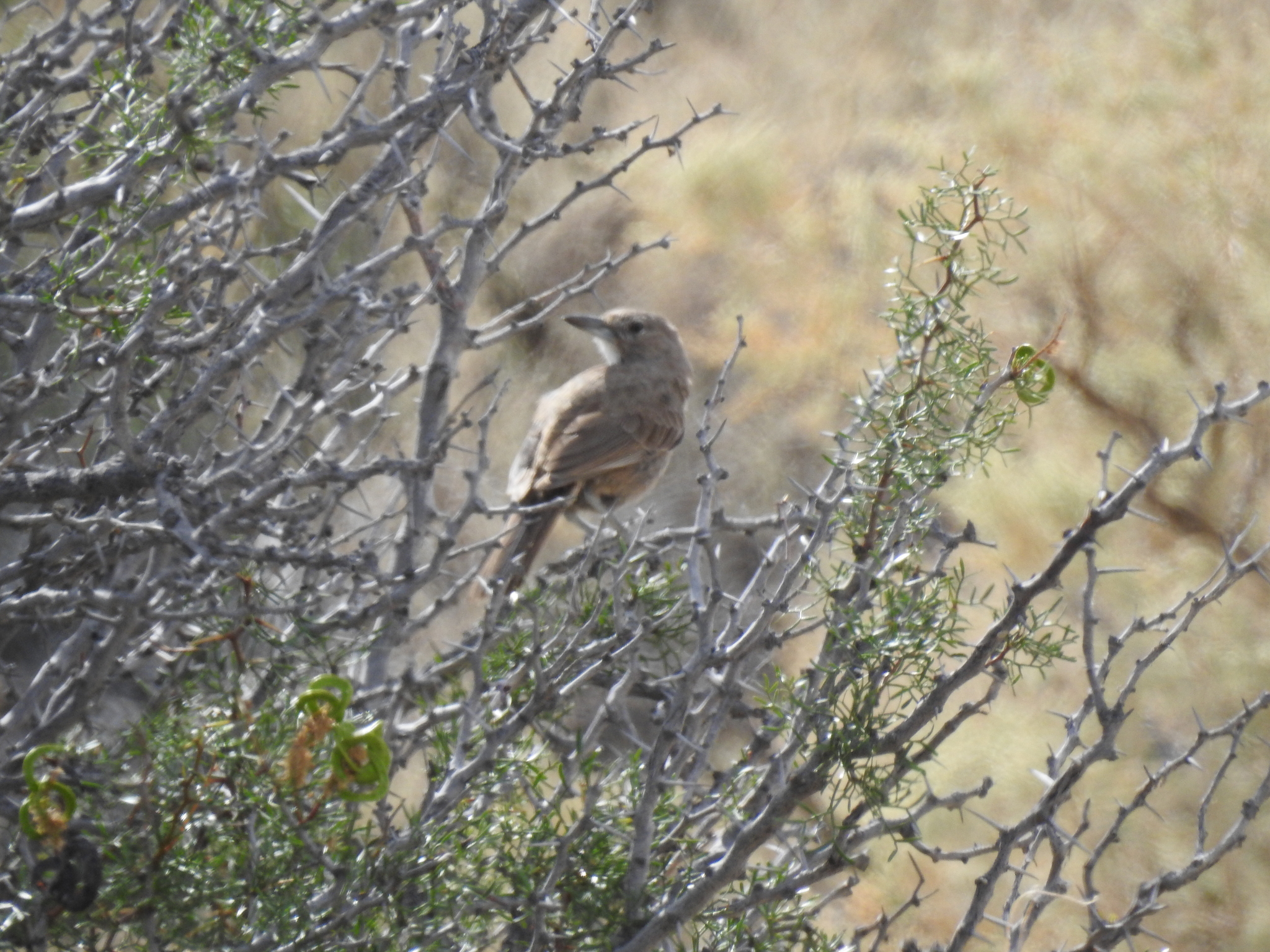 White-throated Cacholote (Pseudoseisura gutturalis), photo 2