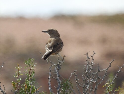 White-throated Cacholote (Pseudoseisura gutturalis)