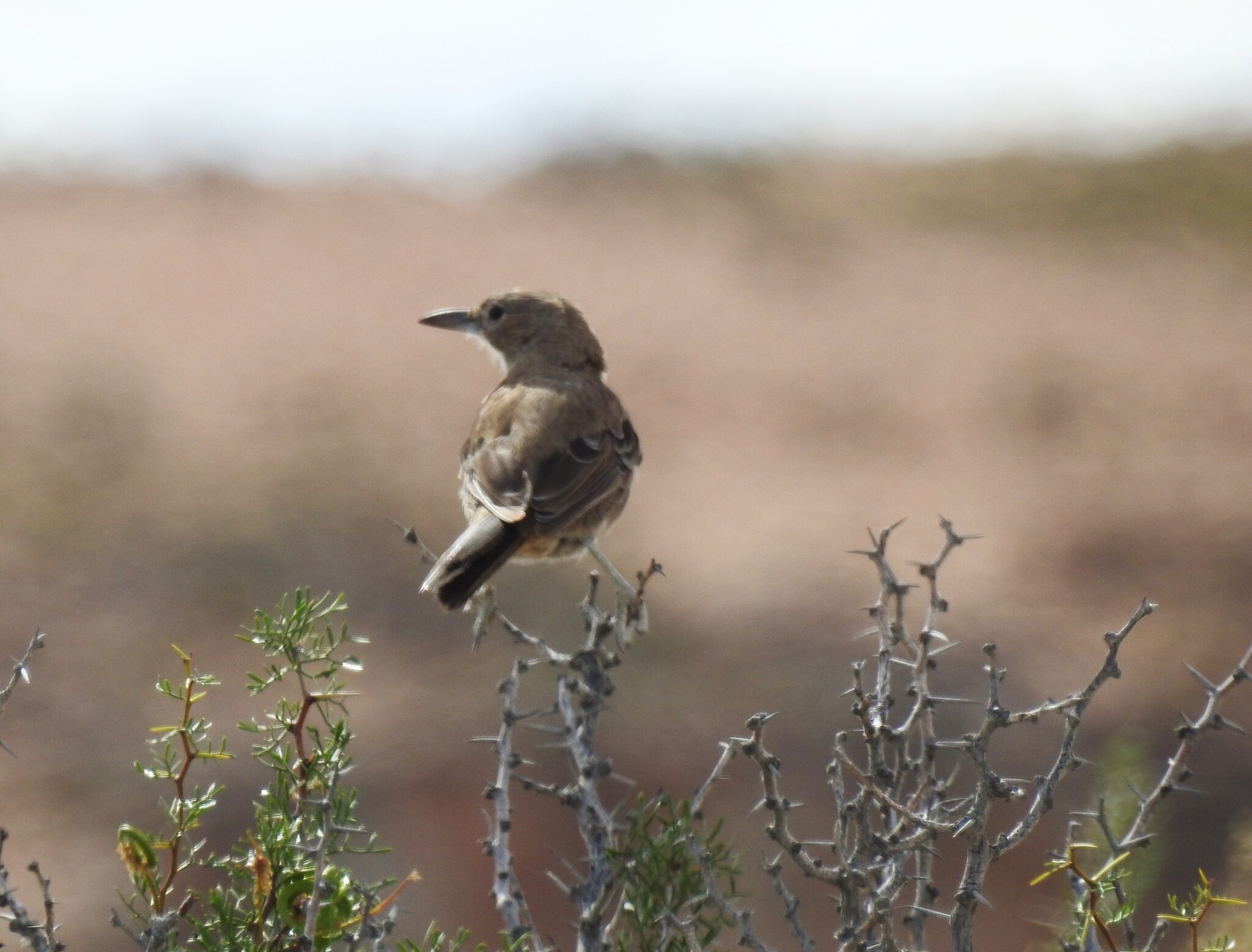 White-throated Cacholote (Pseudoseisura gutturalis), photo 1