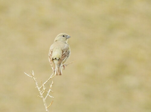 Patagonian Yellow Finch (Sicalis lebruni), photo 2