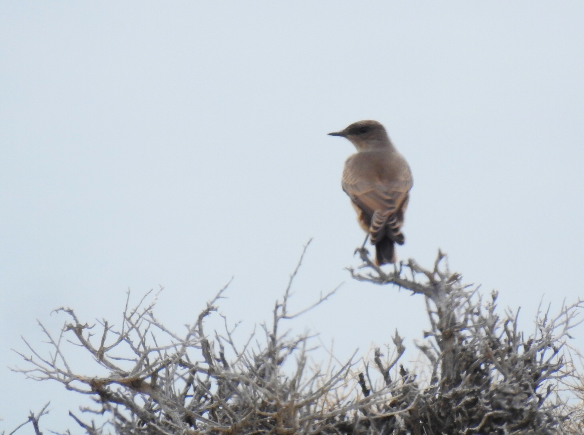 Chocolate-vented Tyrant (Neoxolmis rufiventris), photo 4