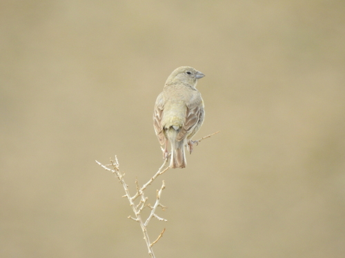 Patagonian Yellow Finch (Sicalis lebruni), photo 3