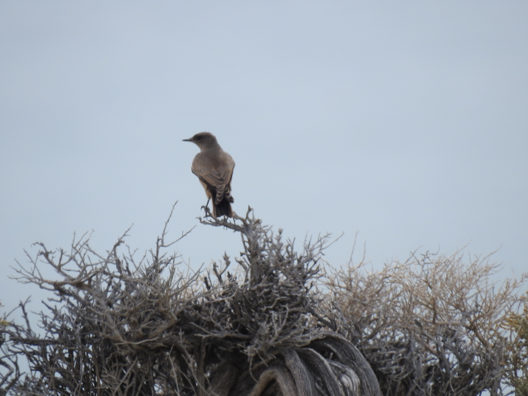 Chocolate-vented Tyrant (Neoxolmis rufiventris), photo 5
