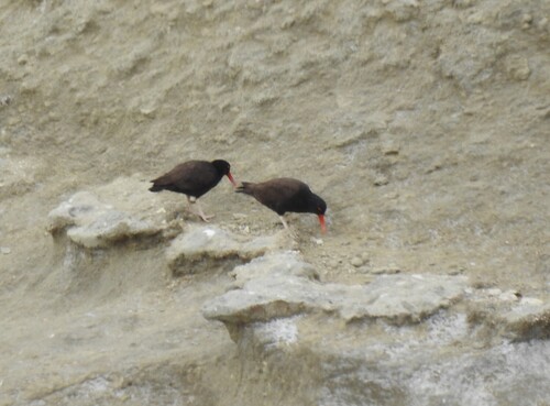 Blackish Oystercatcher (Haematopus ater), photo 4
