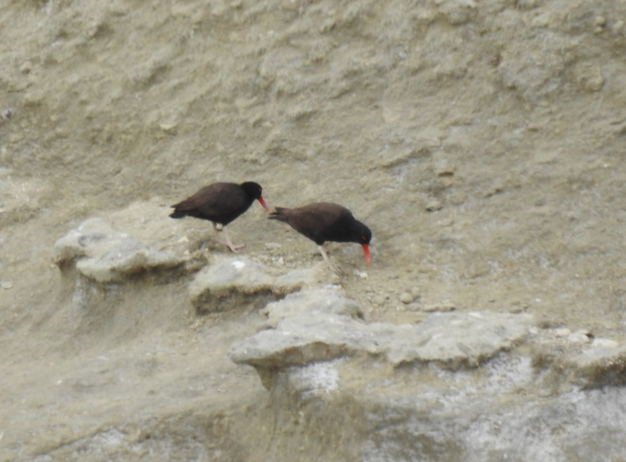 Blackish Oystercatcher (Haematopus ater), photo 4