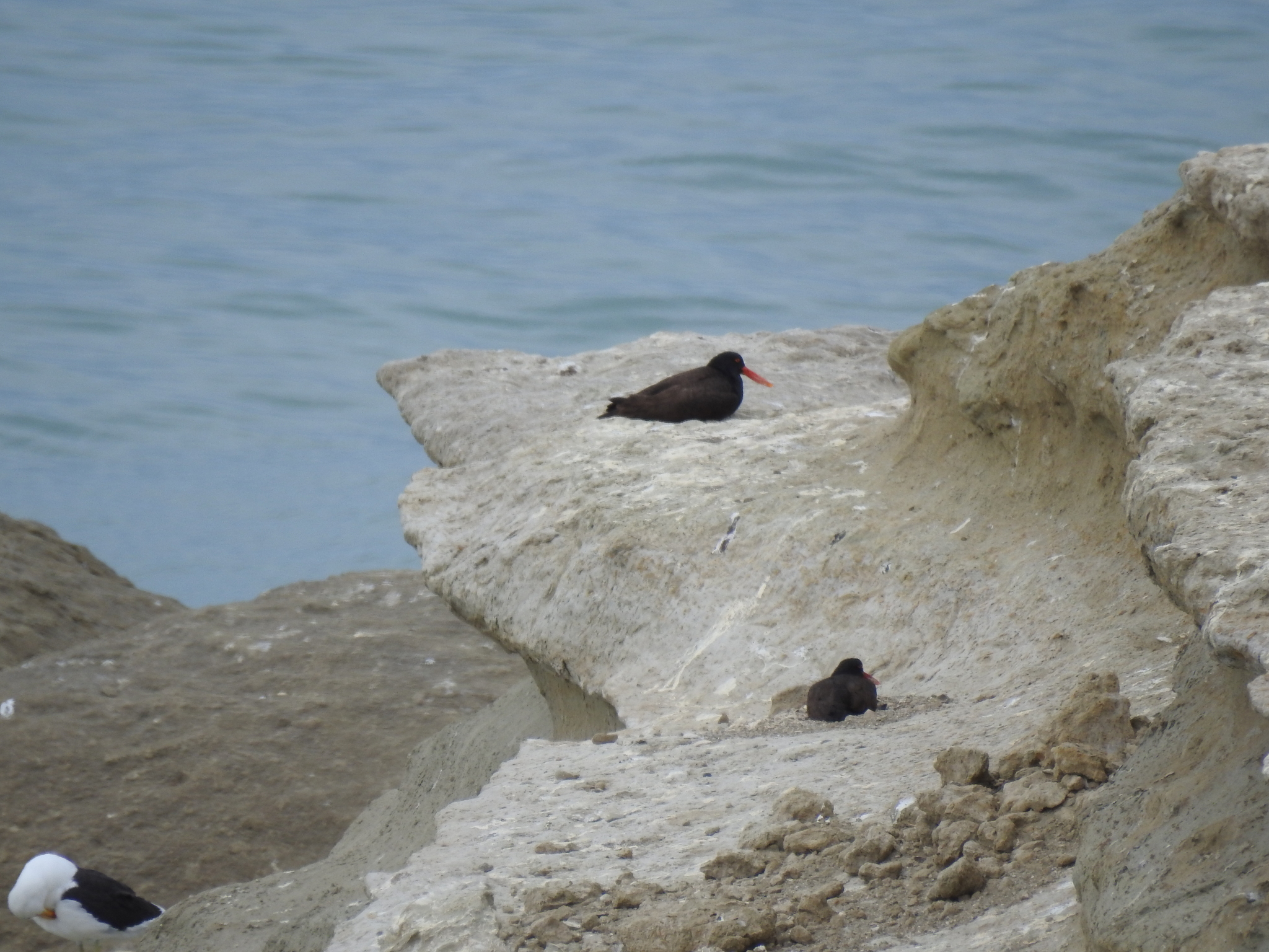 Blackish Oystercatcher (Haematopus ater), photo 5