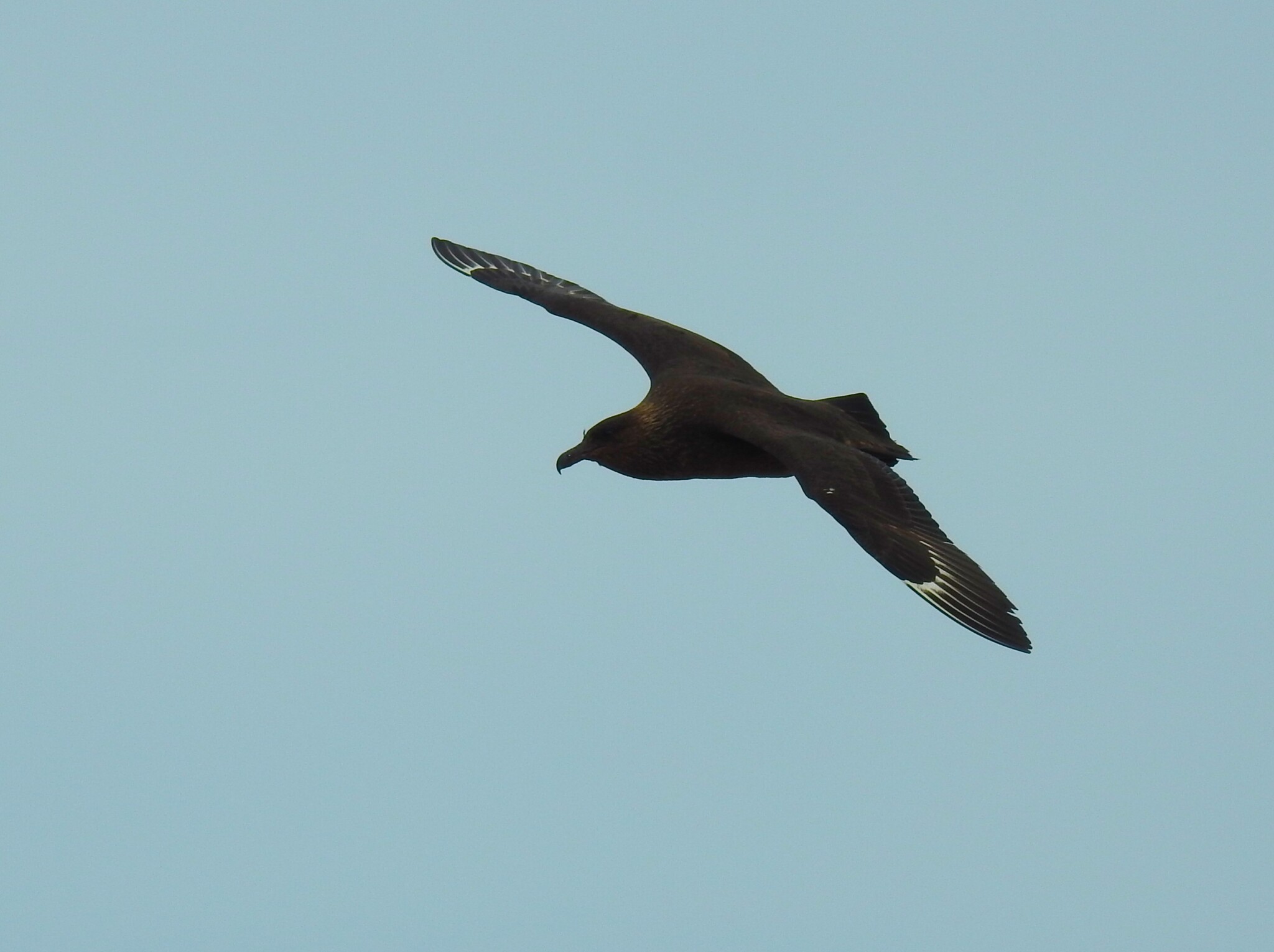 Chilean Skua (Stercorarius chilensis), photo 5