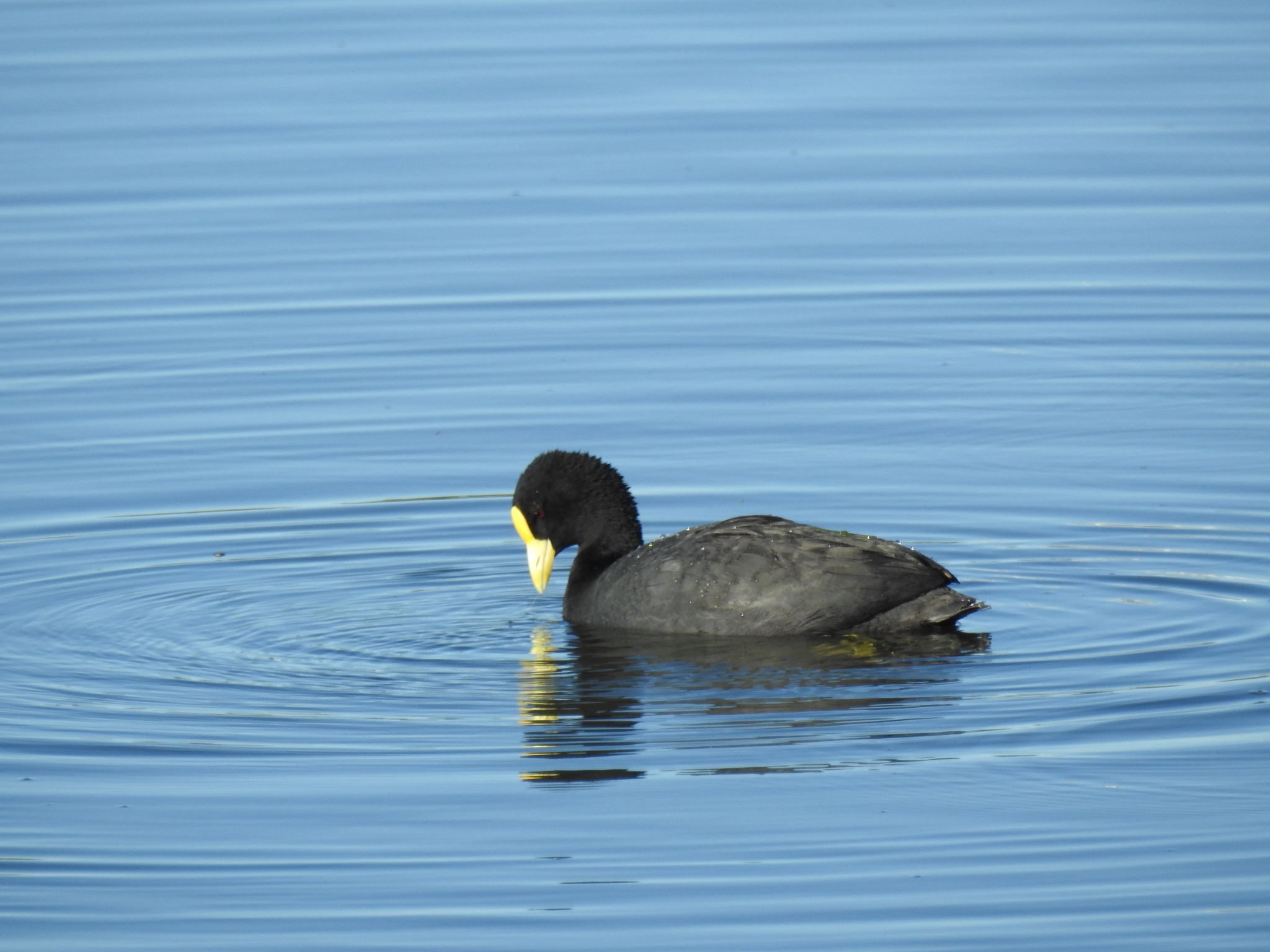 White-winged Coot (Fulica leucoptera), photo 9