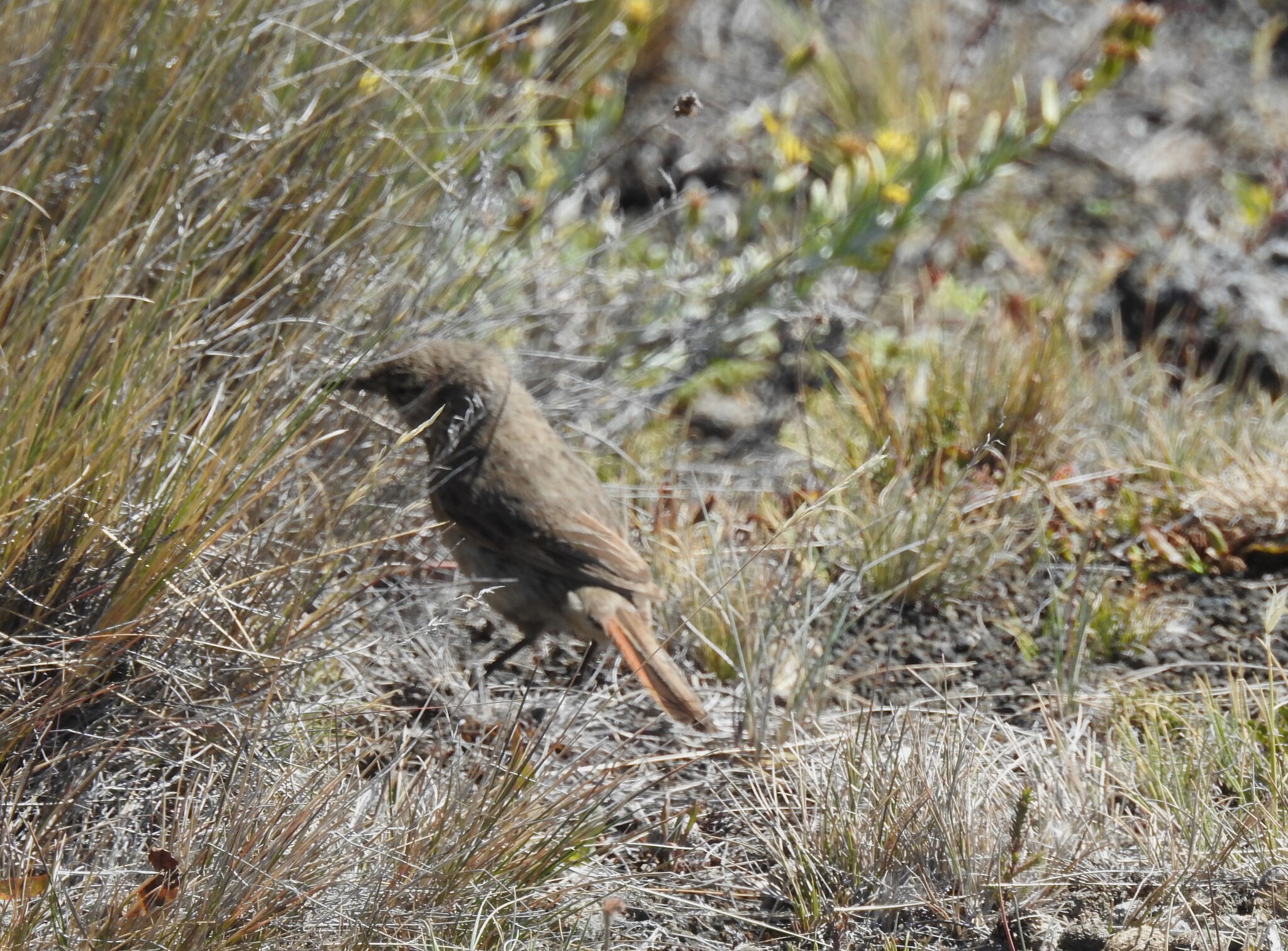 Cordilleran Canastero (Asthenes modesta), photo 6