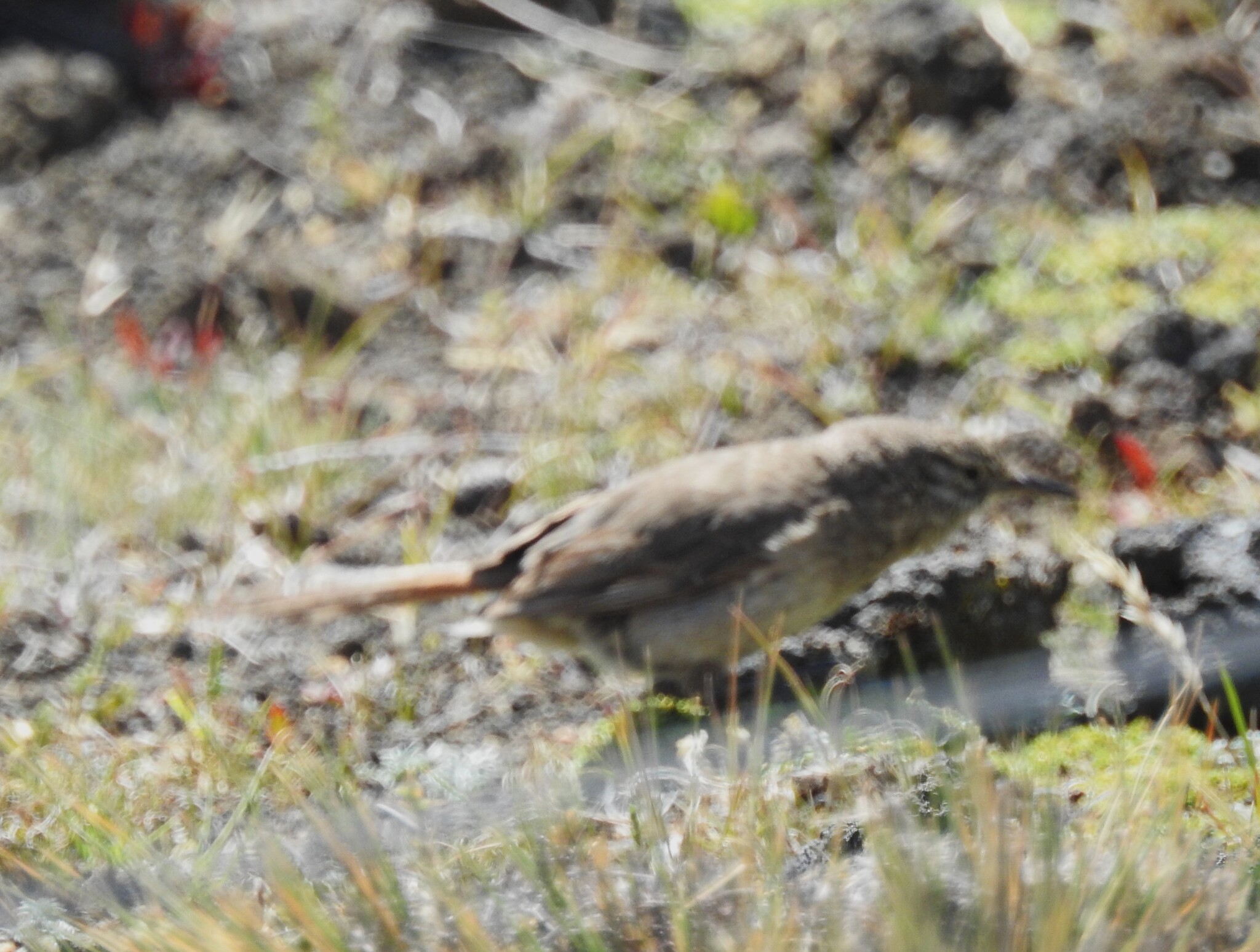 Cordilleran Canastero (Asthenes modesta), photo 8